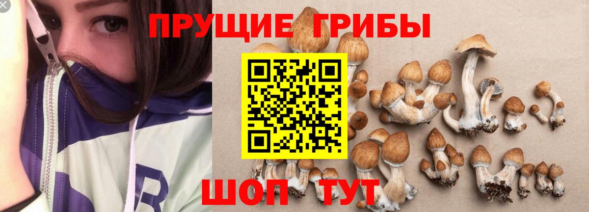 цена   Вход с VPN  Михайловск  Галлюциногенные грибы Psilocybine cubensis 